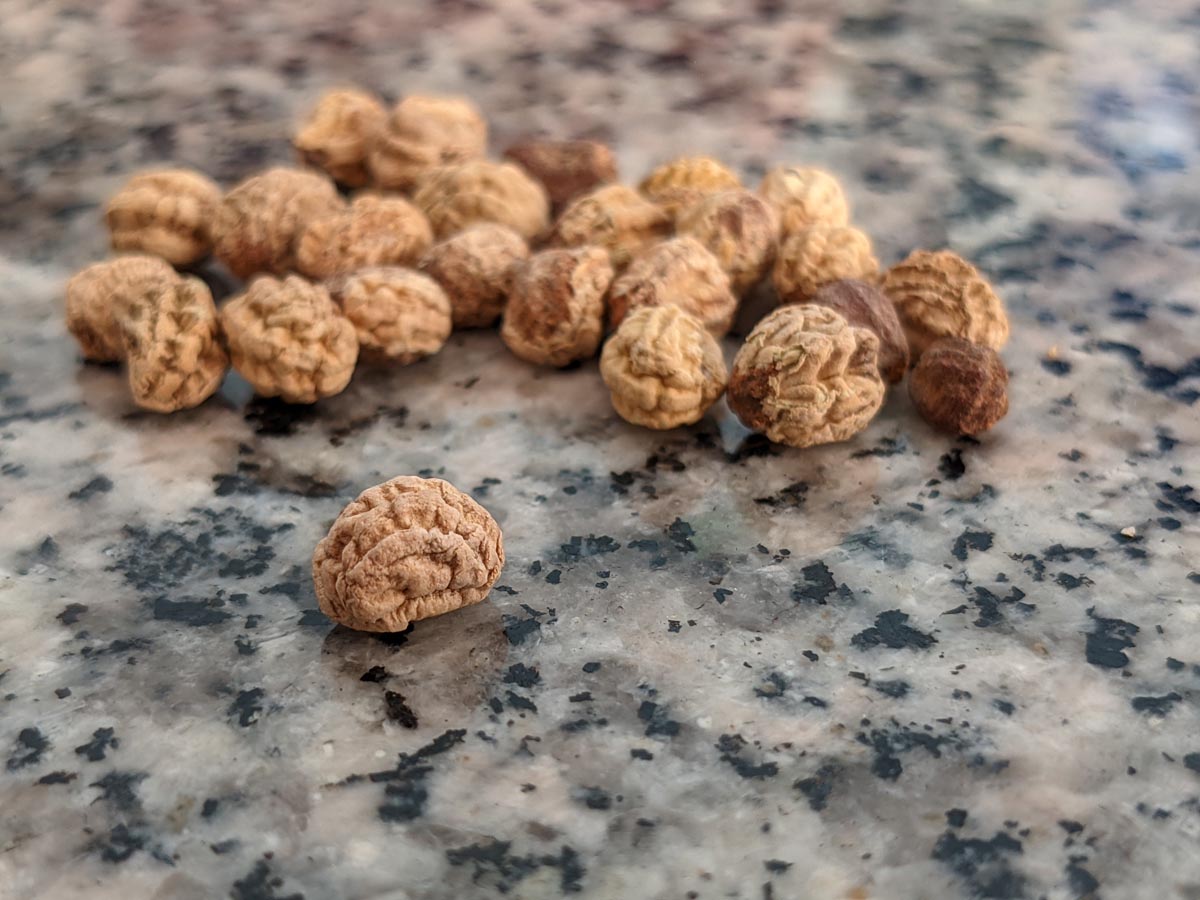 Brown and Tan Nasturtium Seeds look like little brains