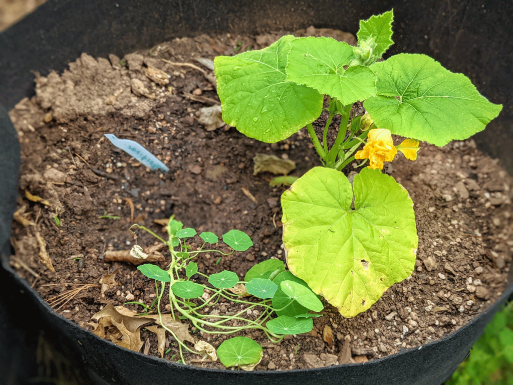 Nasturtium Companion Planting with Pumpkins (cucurbits family)