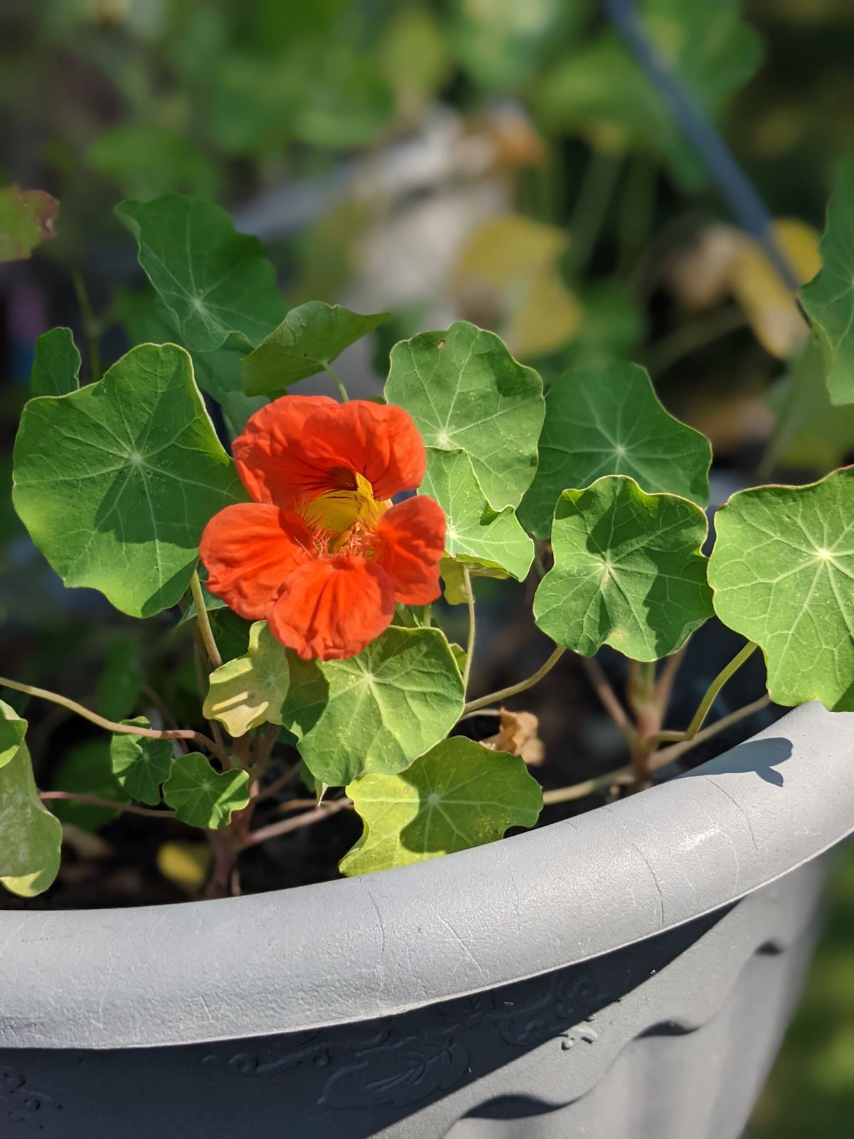 Orange nasturtium growing in a gray hanging basket, lots of nice green leaves