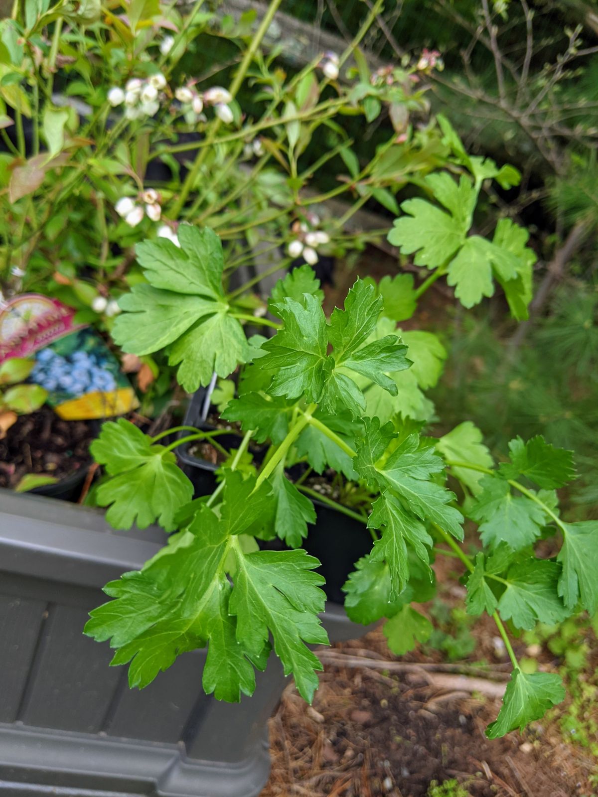 Parsley plants ready to grow next to blueberries in the raised bed