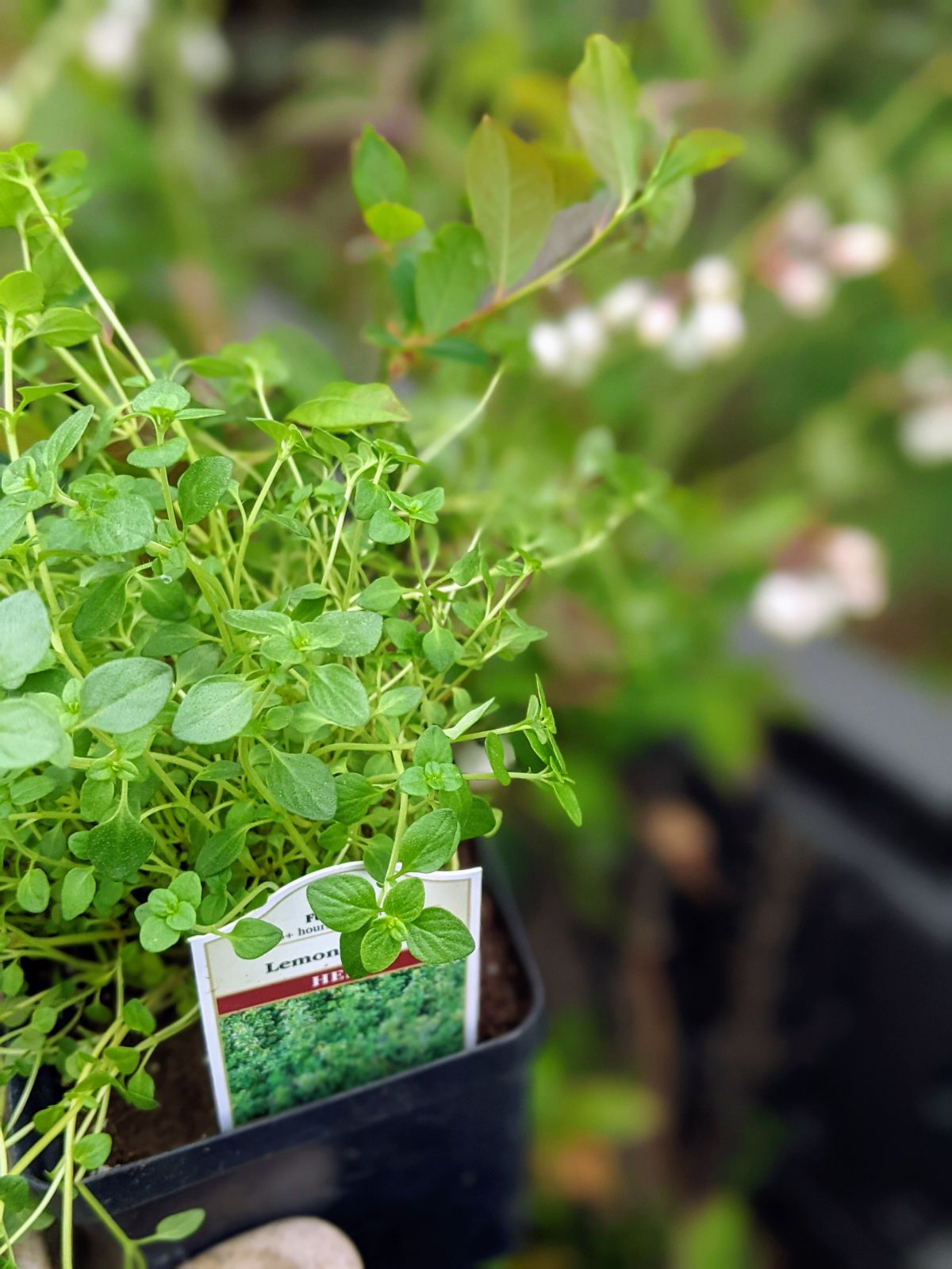 Thyme plant ready to grow near blueberries in a raised bed