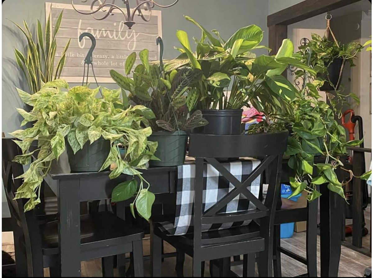 Houseplants on dining room table - photo courtesy of @kunekunebabes on Instagram