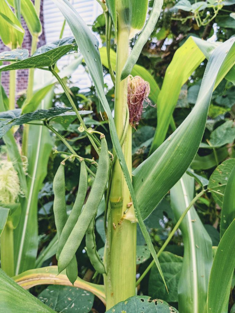 Pole Bean Companion Plants of Popcorn and Kentucky Wonder Beans