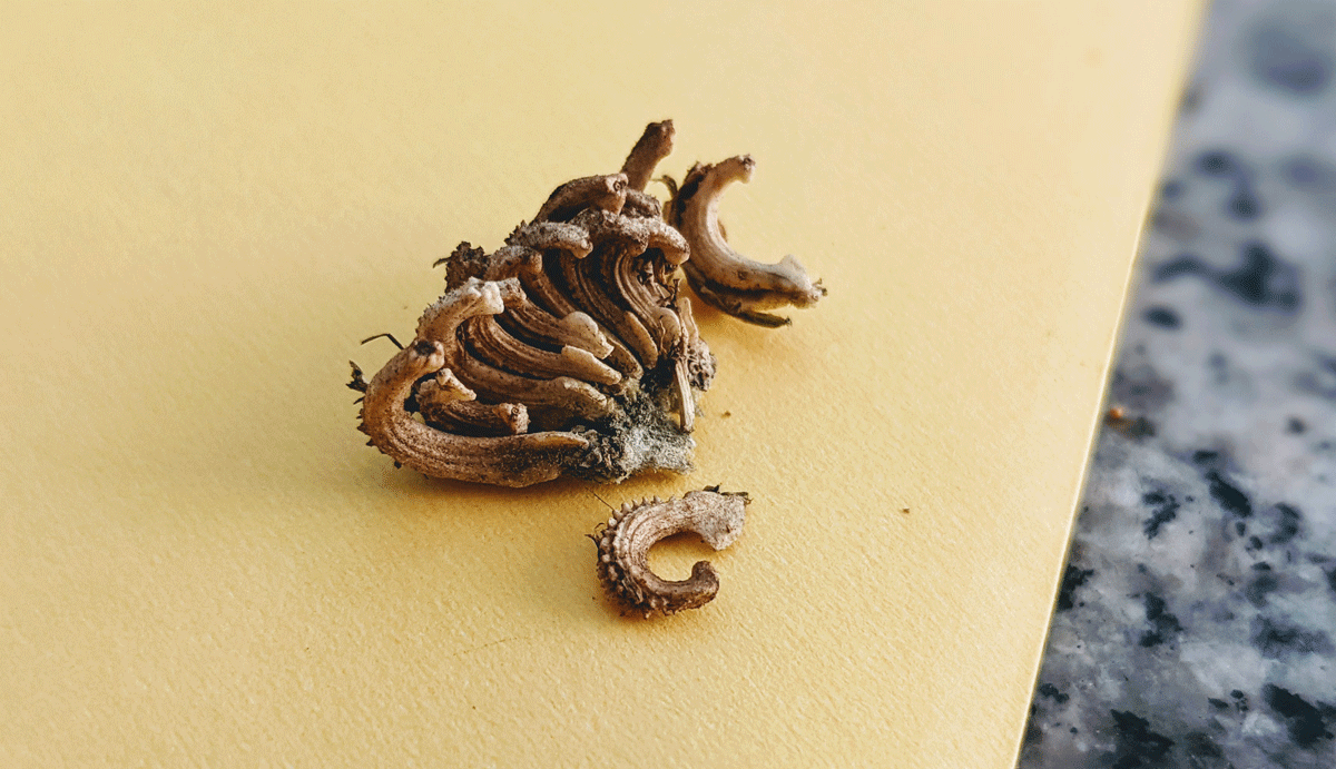 Pot Marigold Seeds on Paper and Granite Background