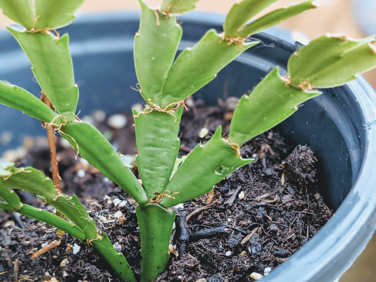 Propagating Christmas Cactus with clipping in a small pot with potting mix