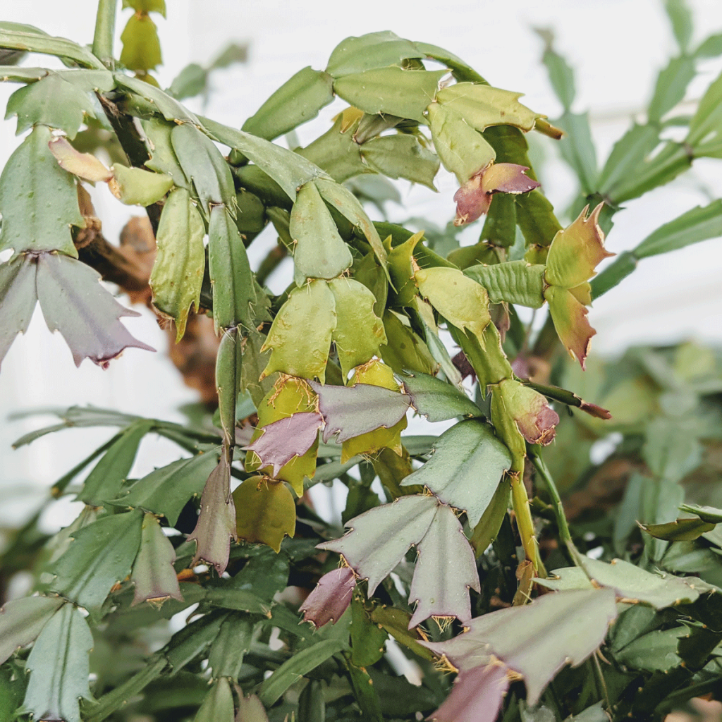 Propagating Christmas Cactus from Cuttings of a Healthy Plant