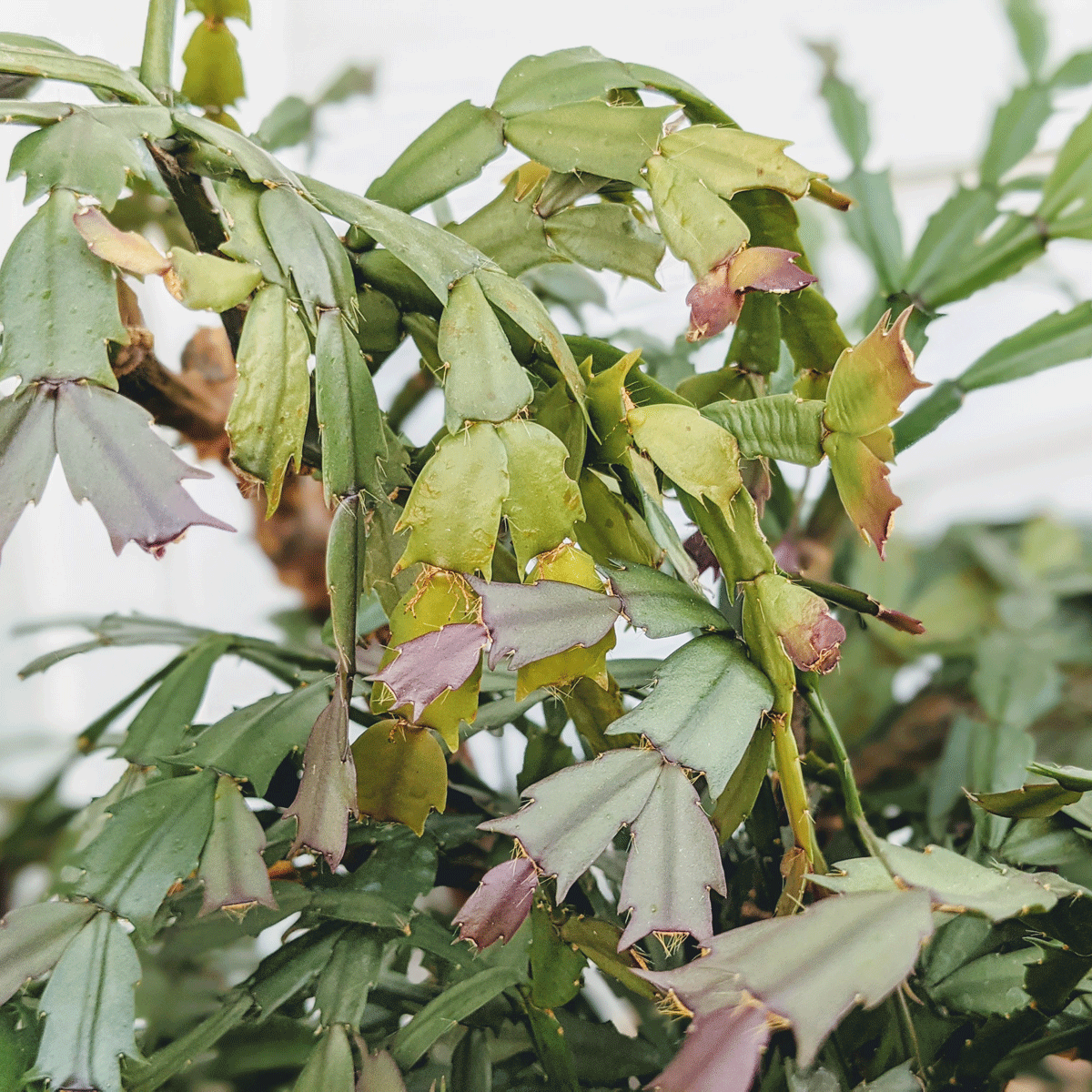 Propagating Christmas Cactus | 2 Ways, 7 Steps - Bunny's Garden