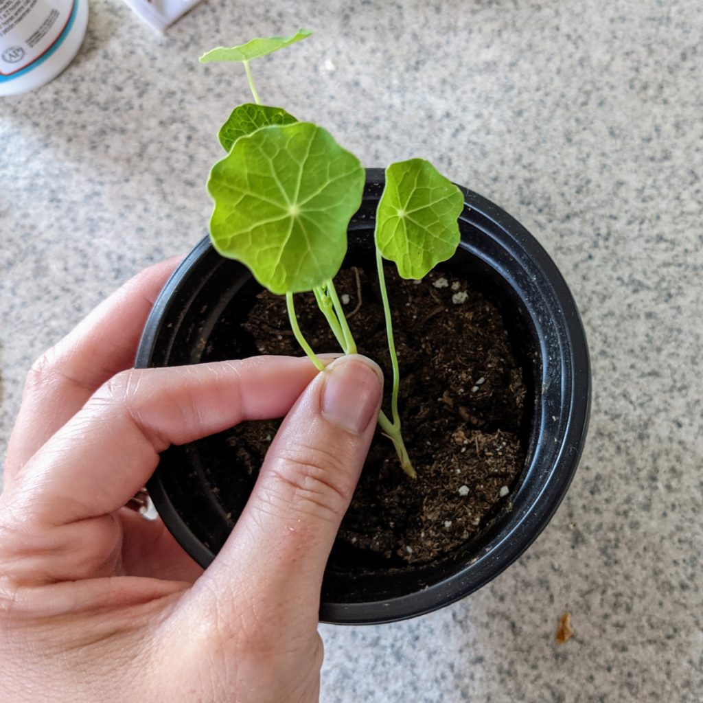 Propagating Nasturtiums from cuttings and broken stems - nasturtium in a pot