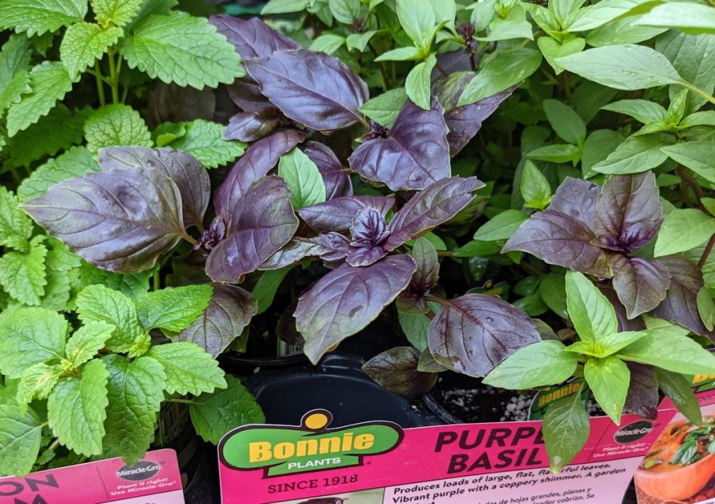 Purple Basil for sale with other herbs