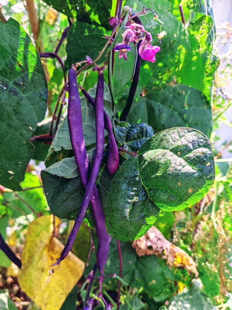 Purple Podded Pole Beans in our 2021 garden