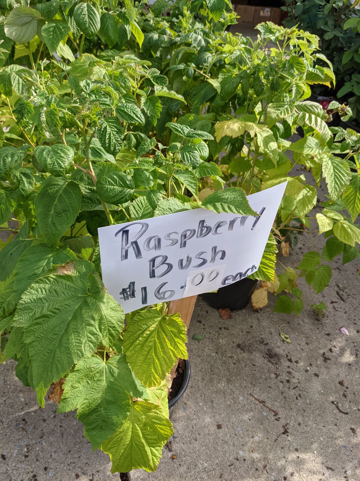 Raspberry bush for sale at Rosie's Farm Stand in New Jersey