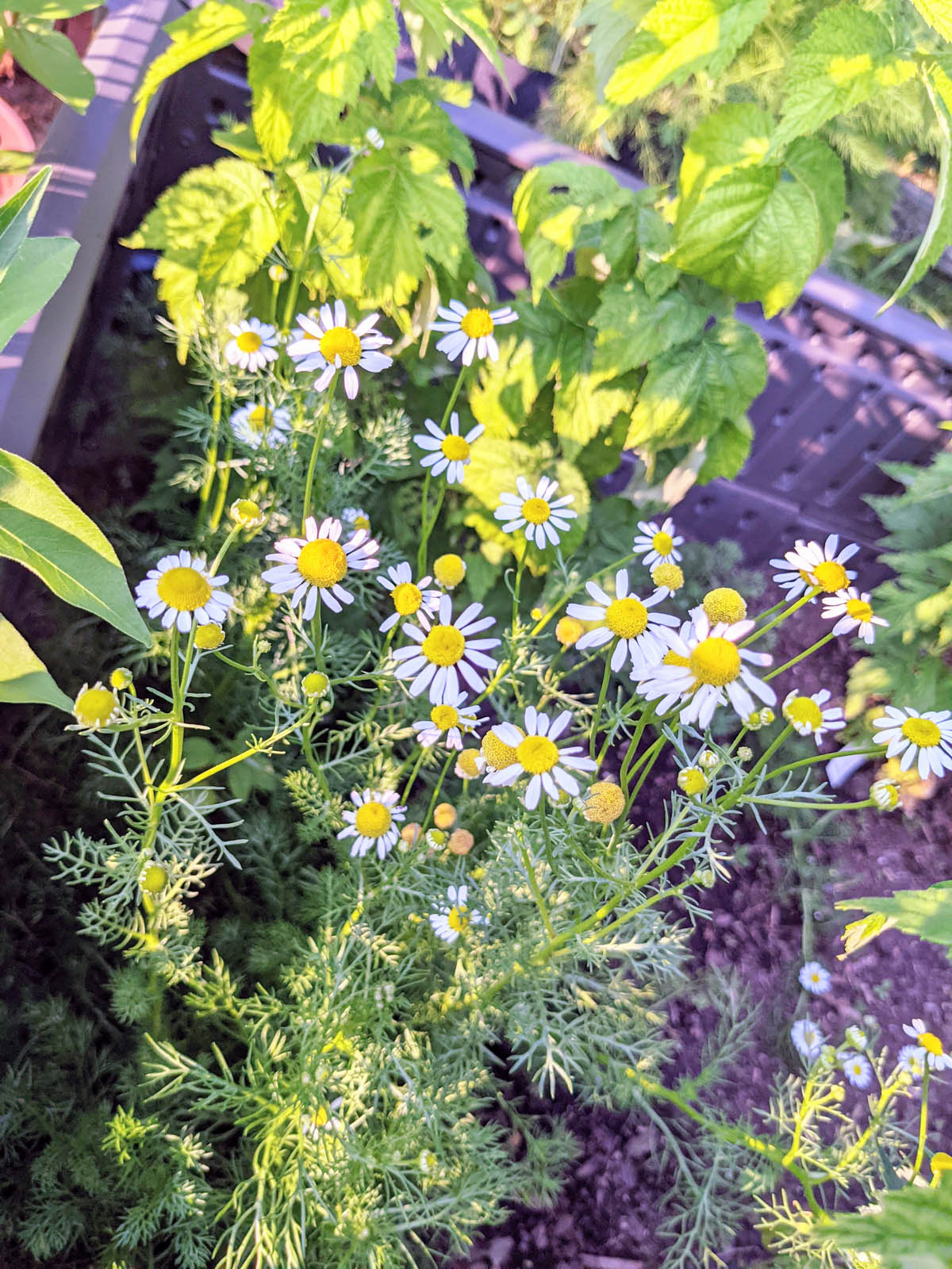 Raspberry Companion Plants - Chamomile for Tea