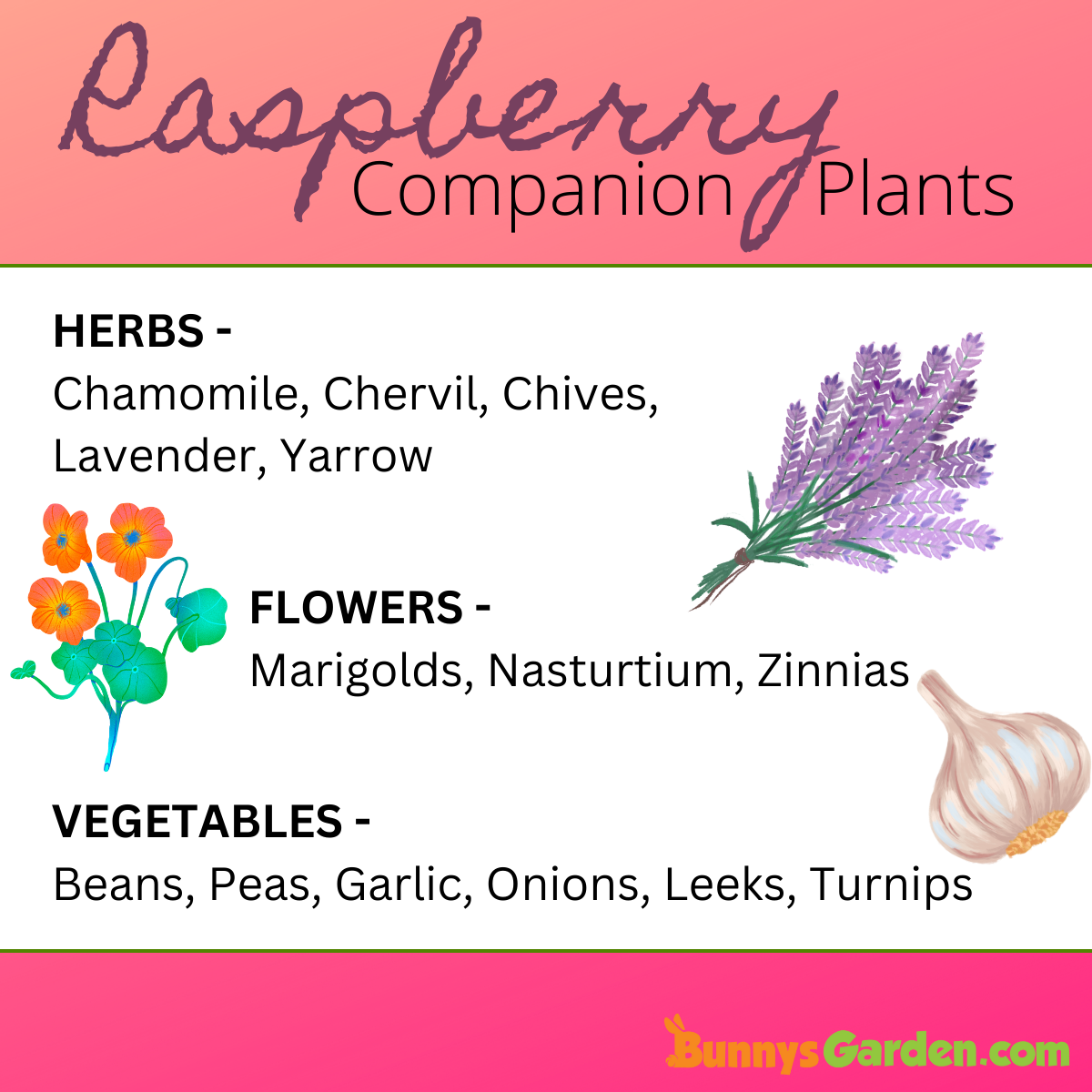 Companion plant ideas for raspberry bushes, including herbs, flowers, and vegetables