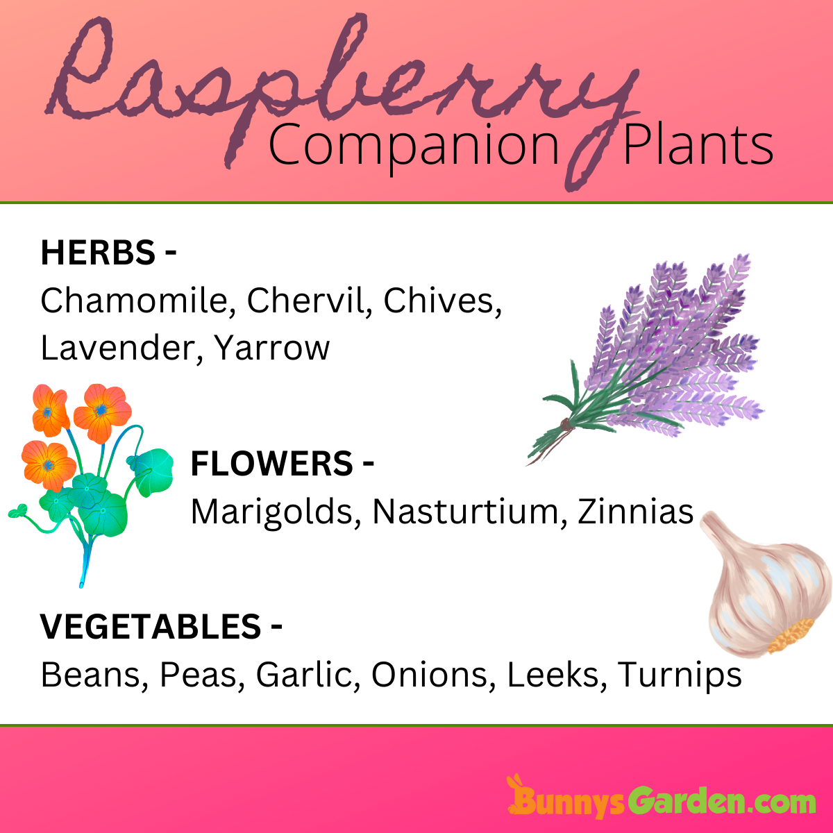 Image of Raspberry and blueberry companion planting with flowers and herbs