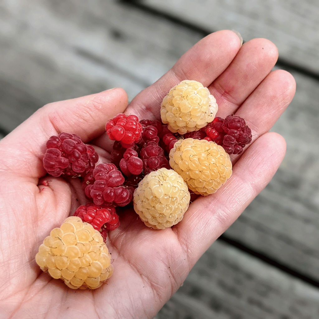 Handful of Red and Yellow Raspberries