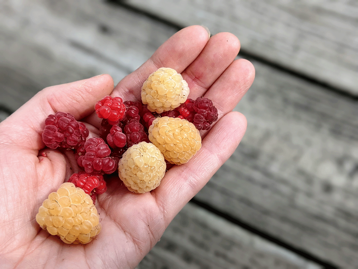 Handful of Red and Yellow Raspberries