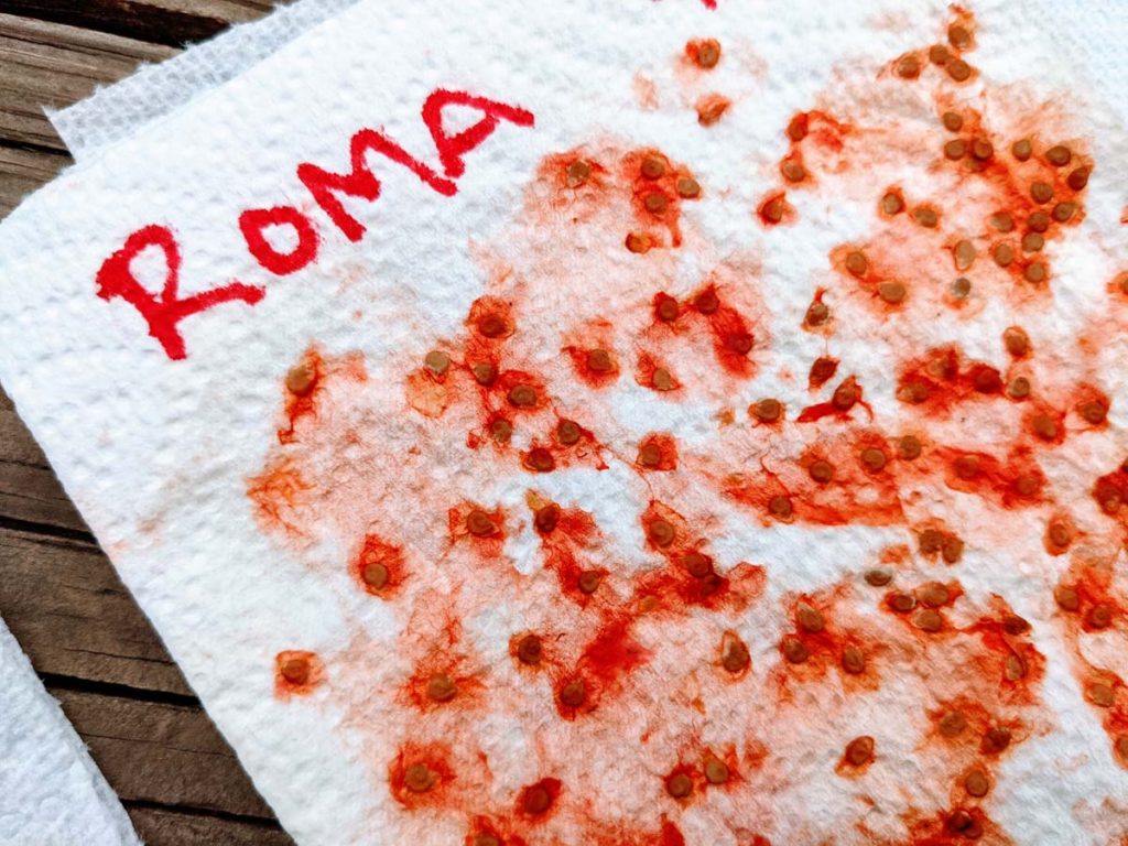 Saving Homegrown Tomato Seeds on Paper Towel - Roma