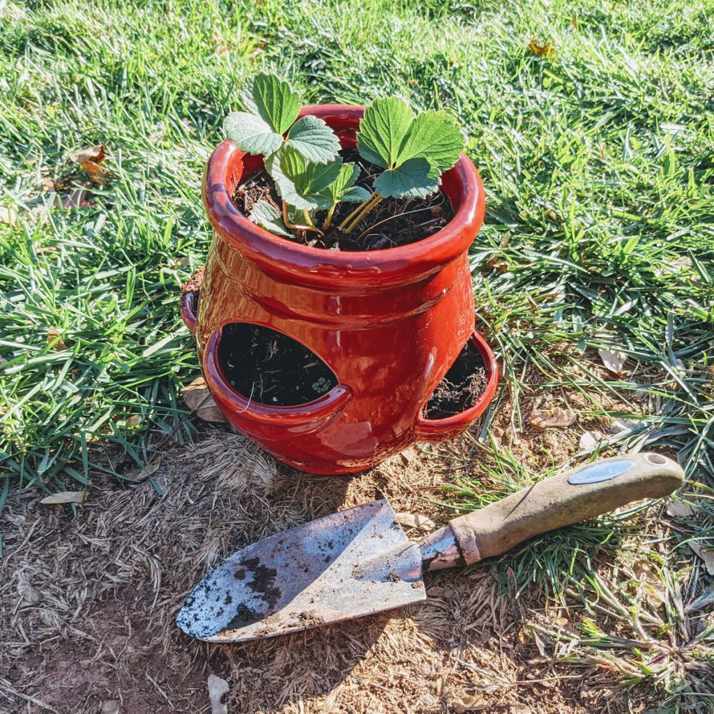 Red Strawberry Planter in the grass with a hand spade