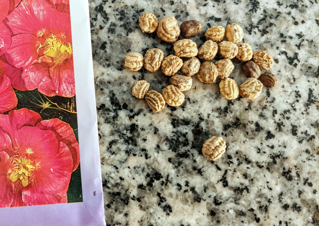 Cherry Rose Nasturtium Seeds next to the seed packet