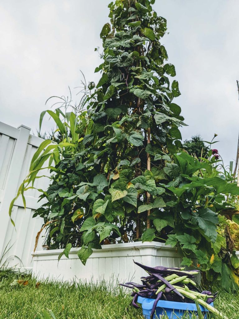 Three Sisters Planting for Pole Beans, Corn, and Squash