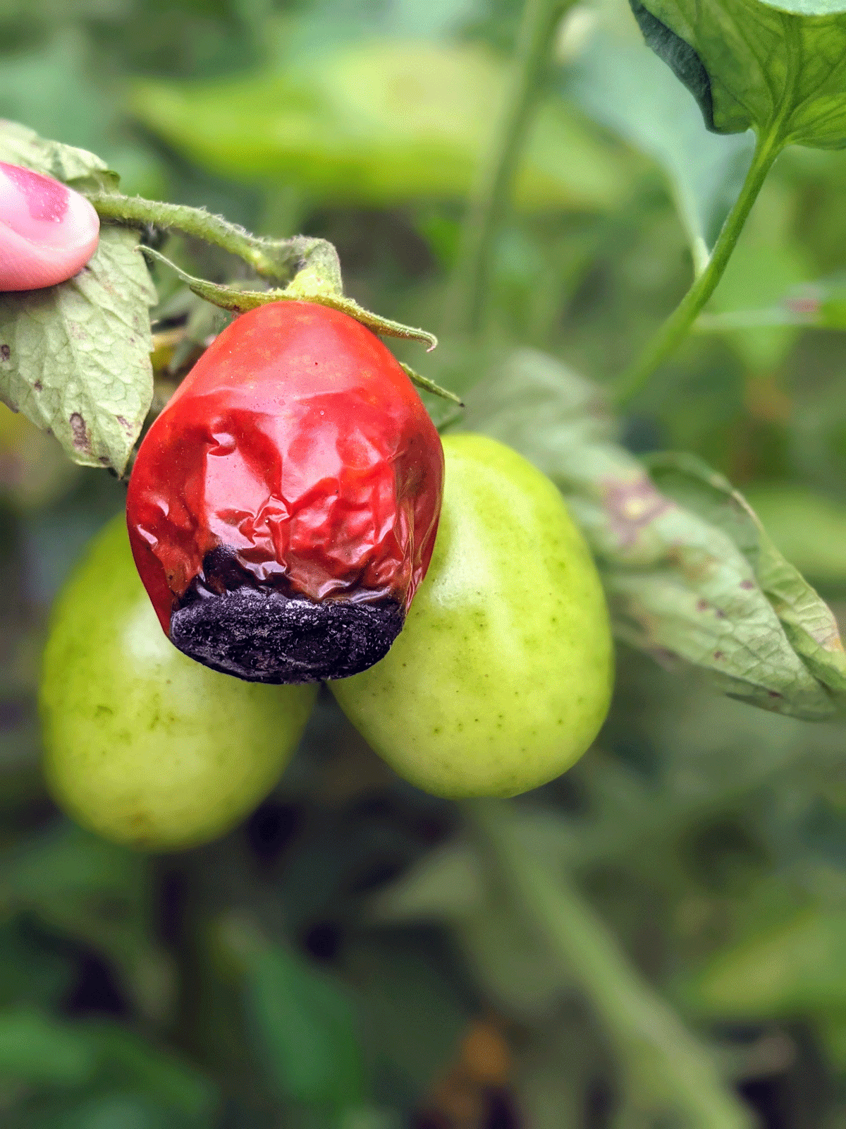 Tomatoes Rotting on Vine - Blossom-End Rot