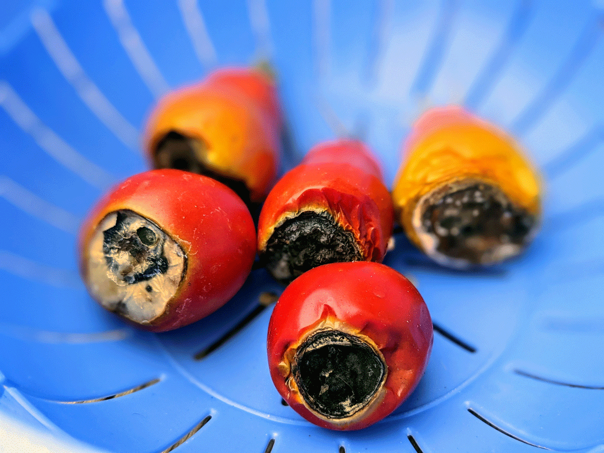 Tomato Rot - Tomatoes Black on Bottom in Blue Colander