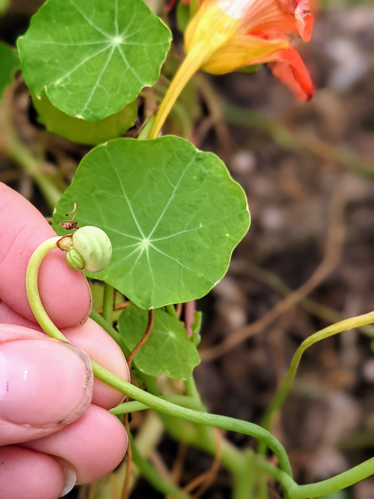 Nasturtium Seed Attached to a Vine Where a Flower Once Was