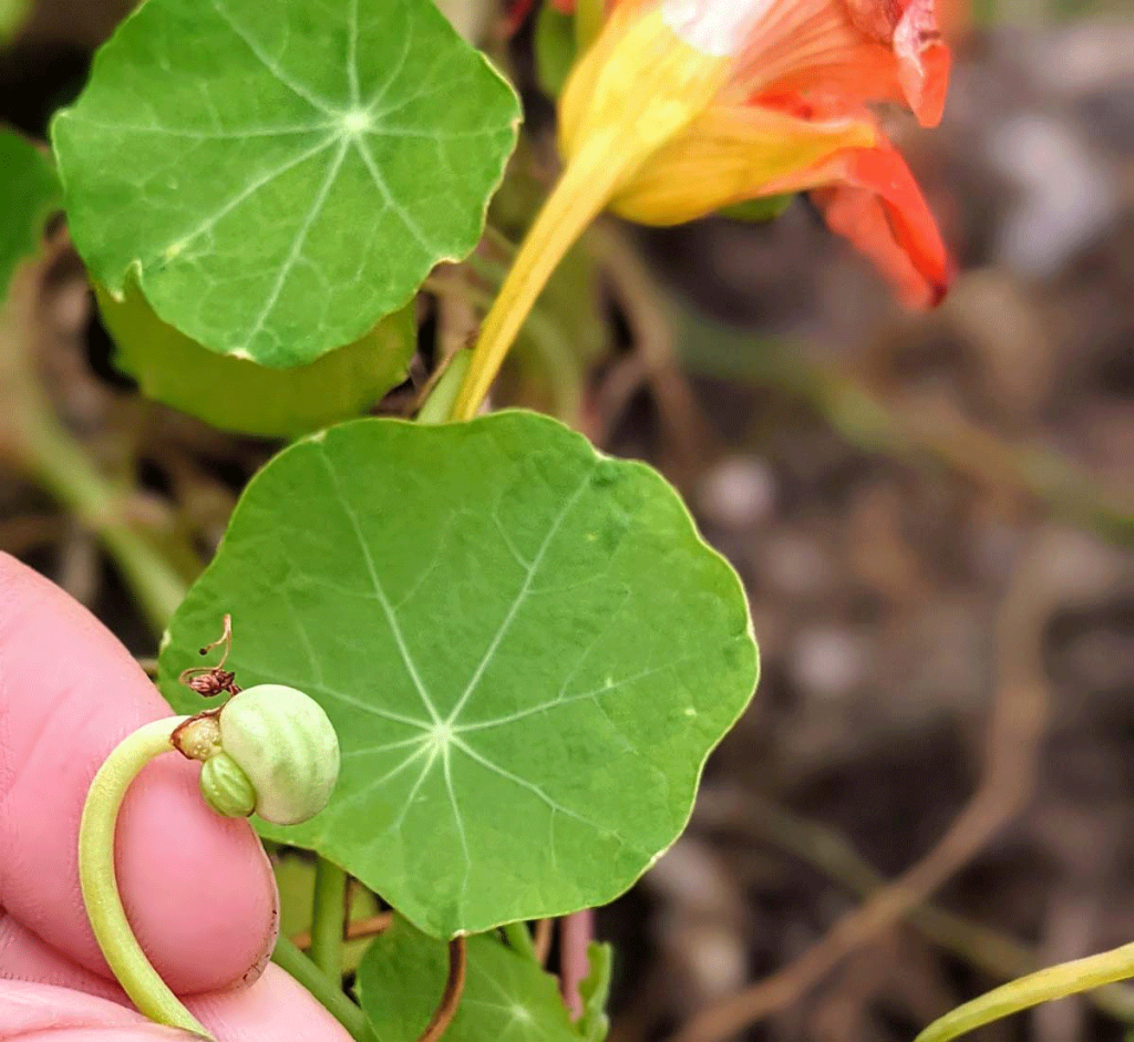 Nasturtium Seed Attached to Vine Where Flower Once Was