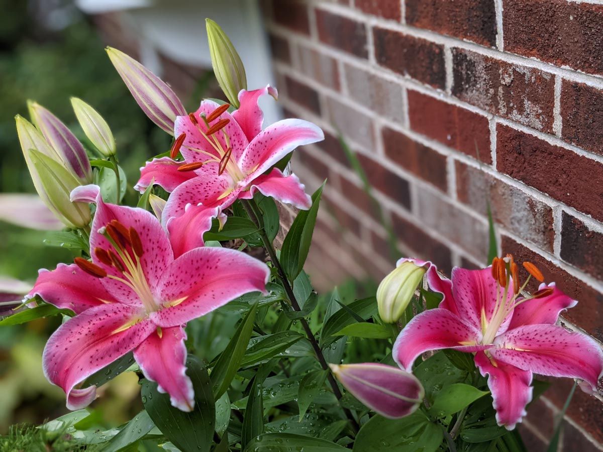 Stargazer Lilies, one of the best things to plant in October!