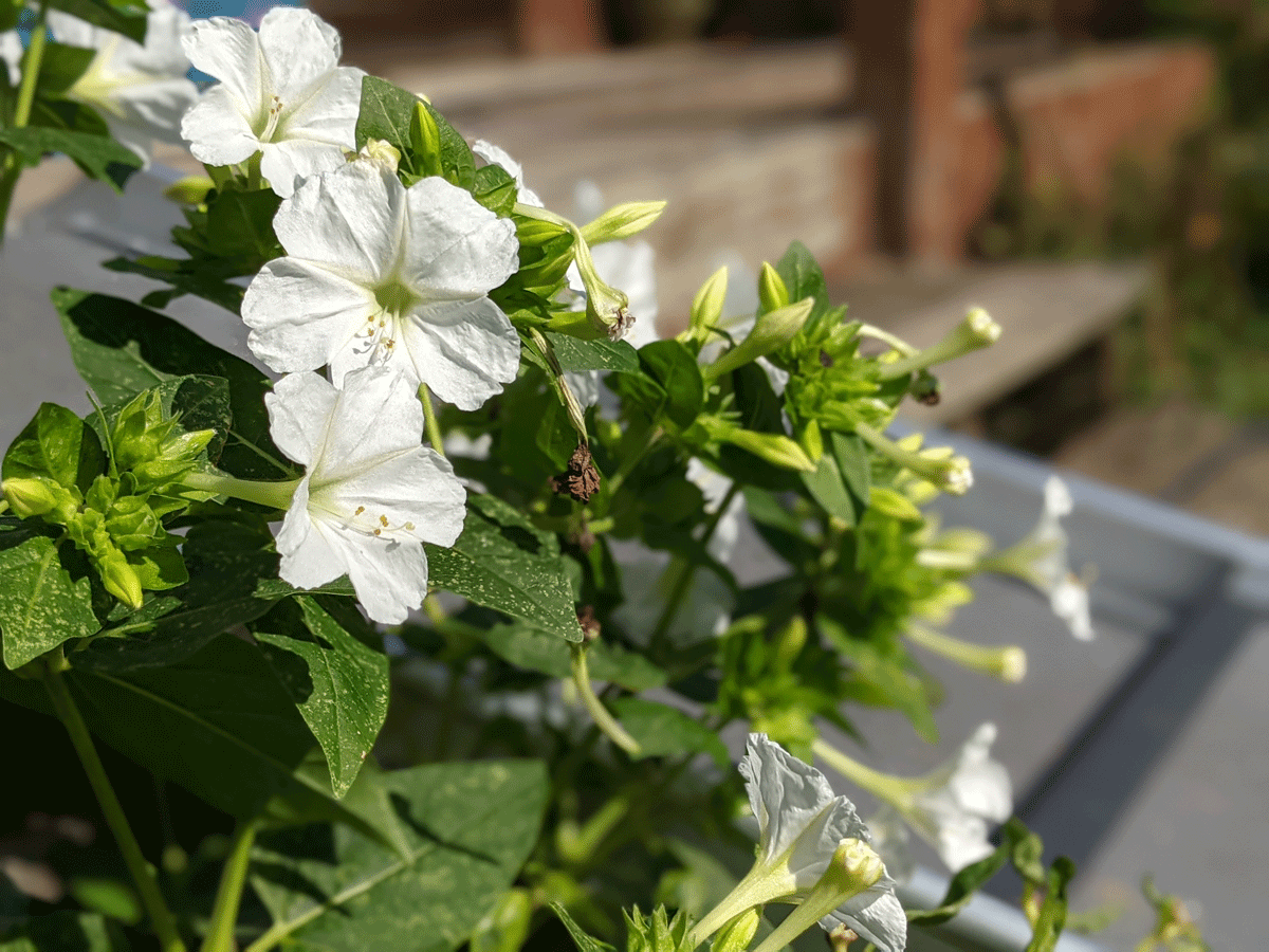 White Four Oclocks Flowers in Garden around Deck