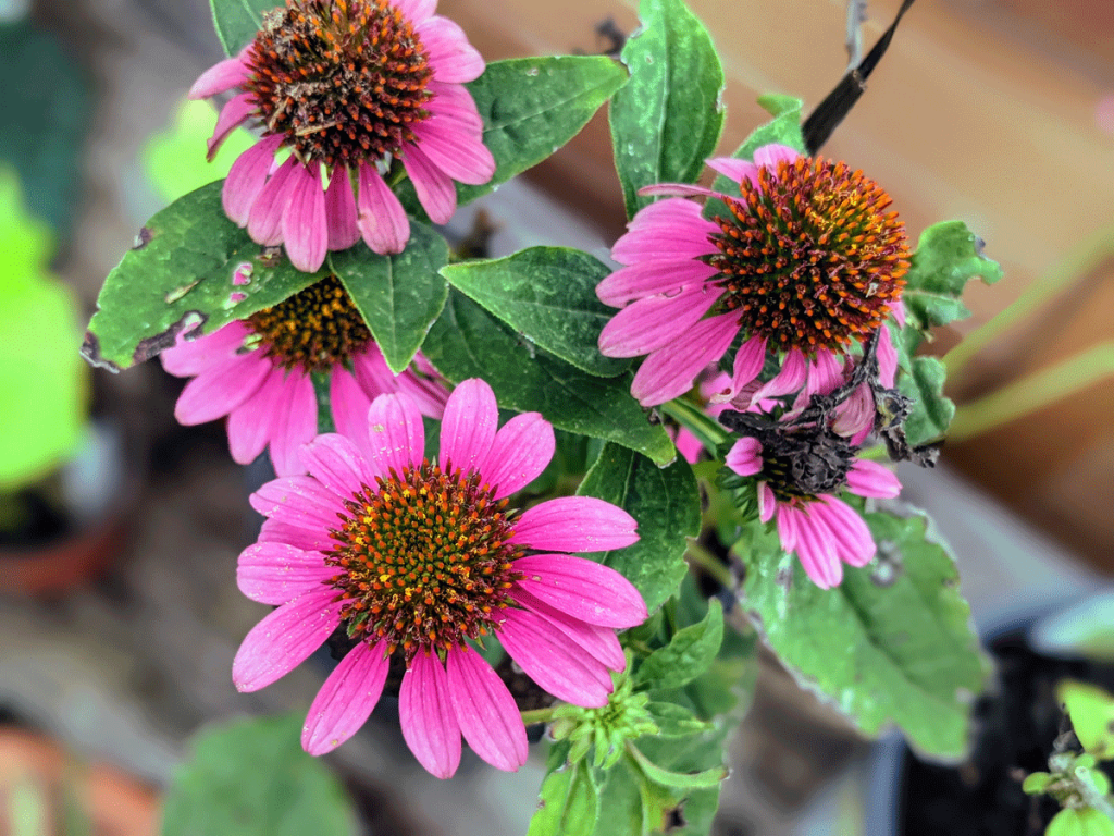 Wildberry Coneflower Echinacea works great as a Lavender Companion Plant - pinkish purple blooms!