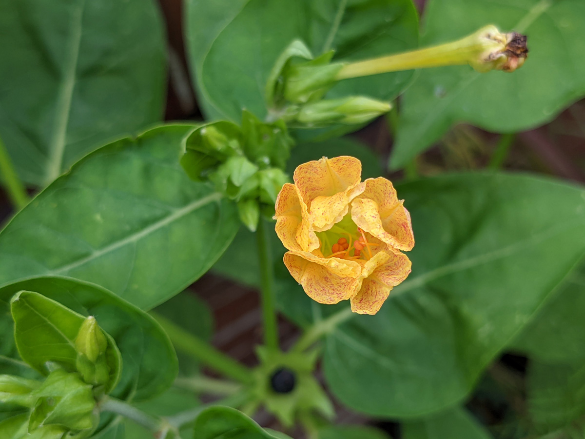 Yellow Four Oclock Blossom Just Opening