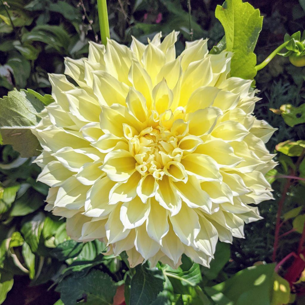 Sunny Yellow Perennials - Dinnerplate Dahlia