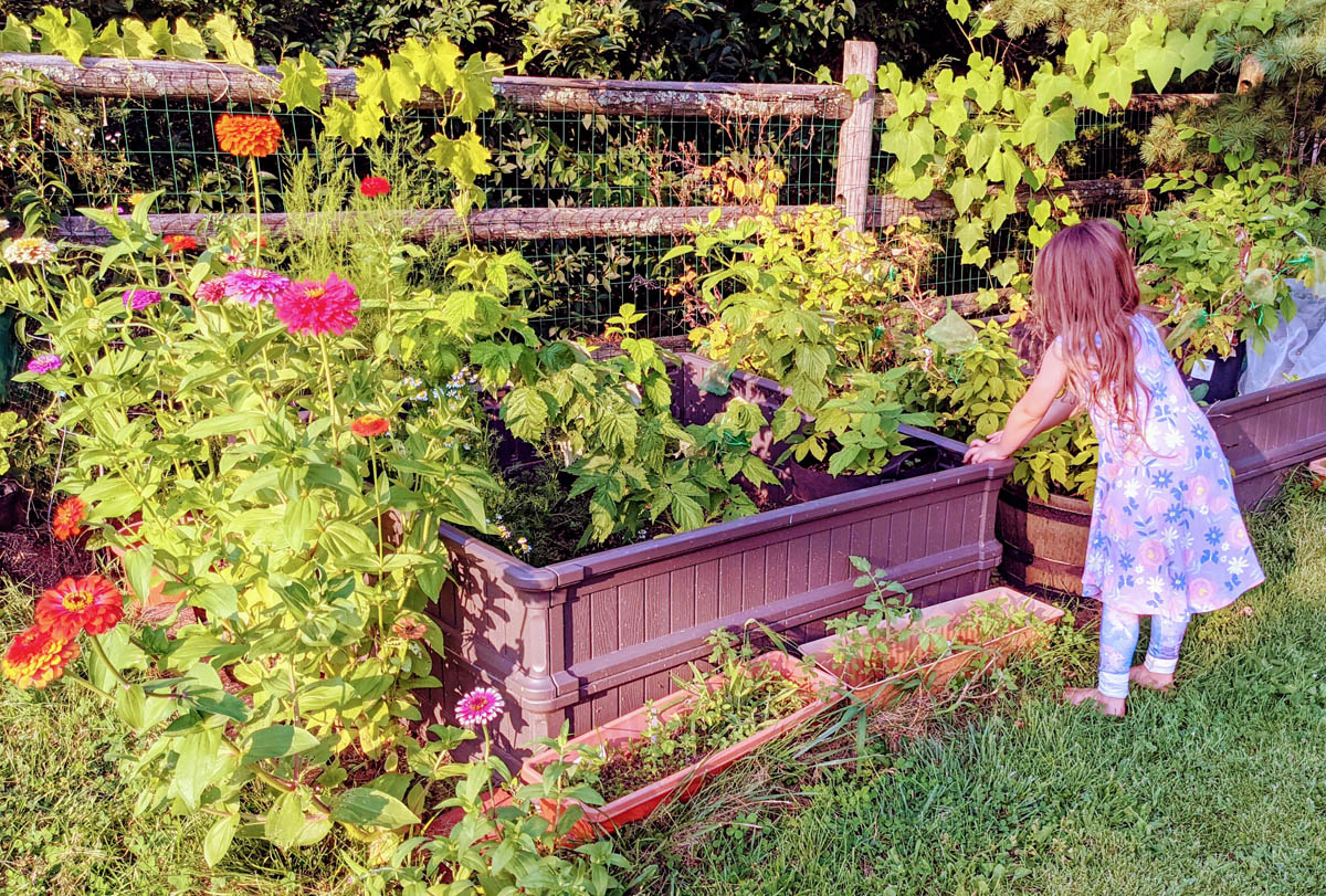 Little Girl Picking Raspberries near a Border of Zinnias (Companion Plants)
