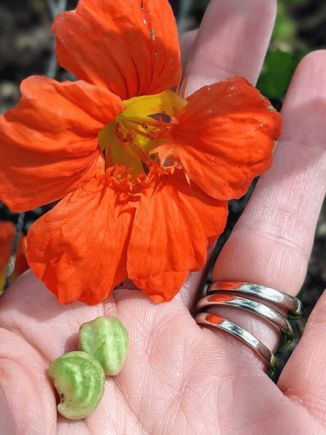 Saving Nasturtium Seeds to Grow Again Next Year!