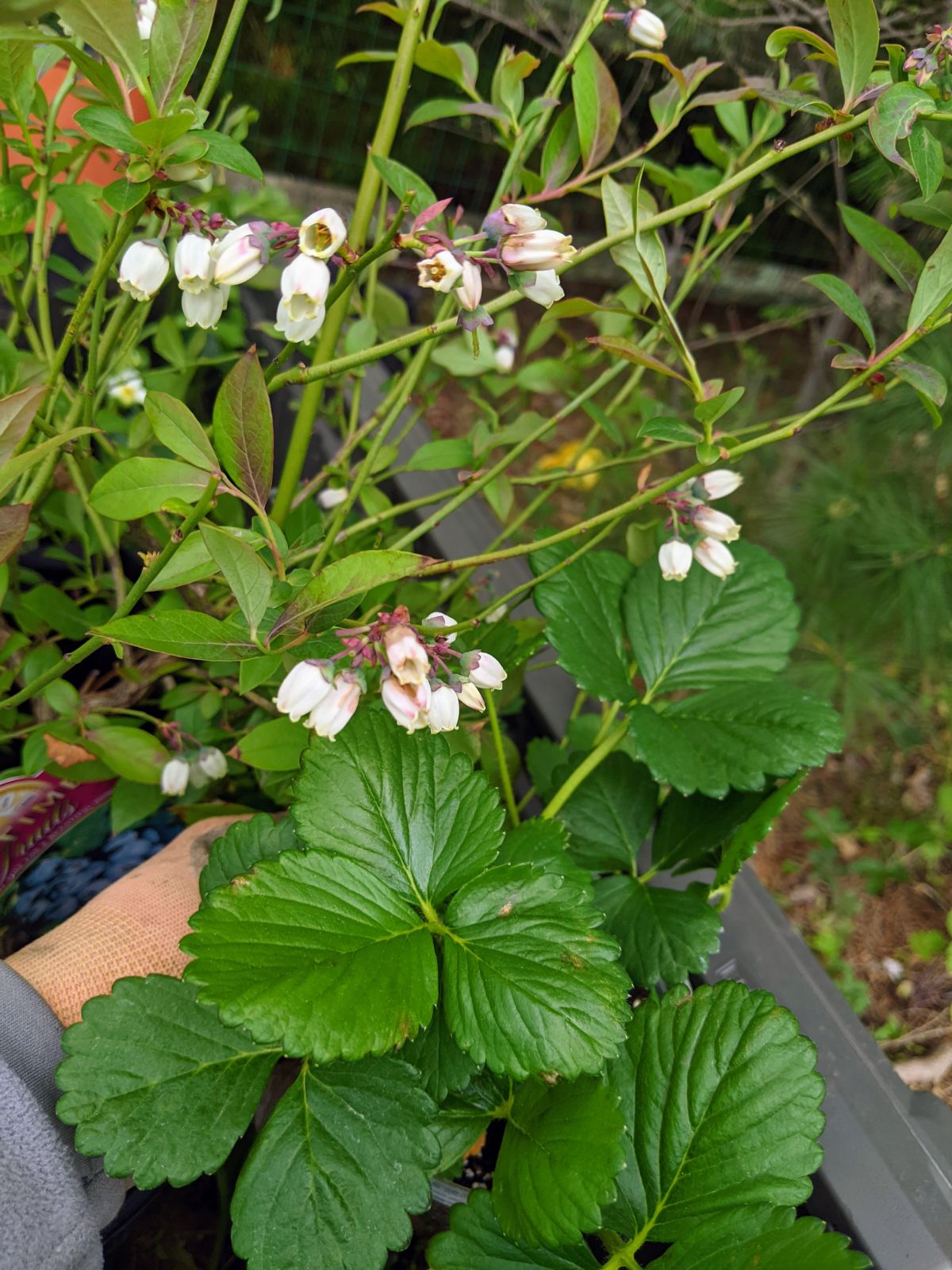 Planting Strawberries with Blueberries in a raised garden bed