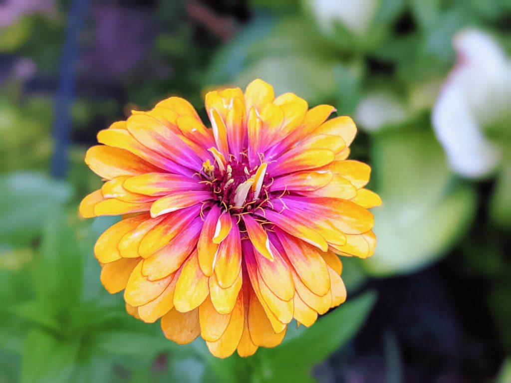 Pink and Yellow Carousel Mix Zinnia