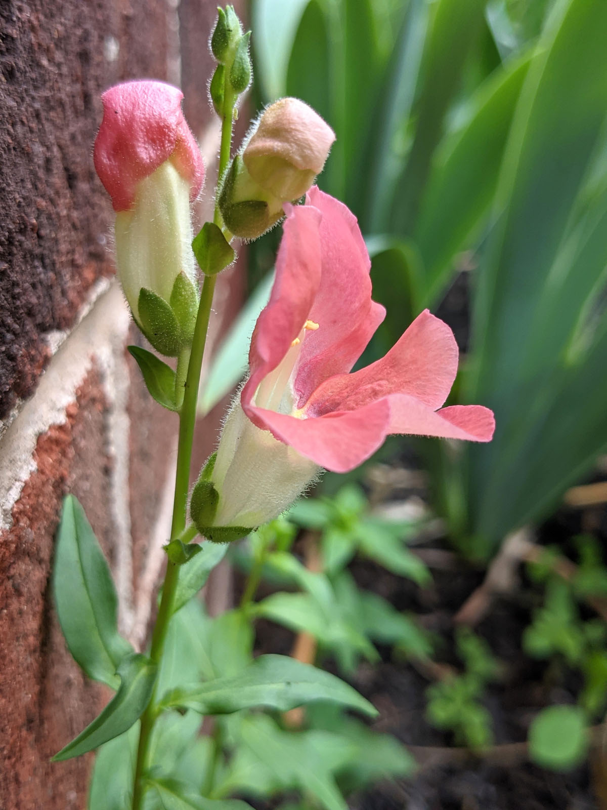 Chantilly Bronze Snapdragons, Not Pinched