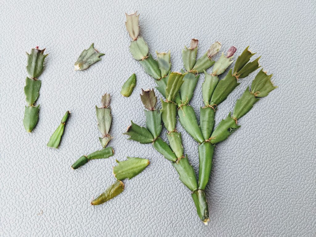 Christmas Cactus Cuttings for Vegetative Propagation