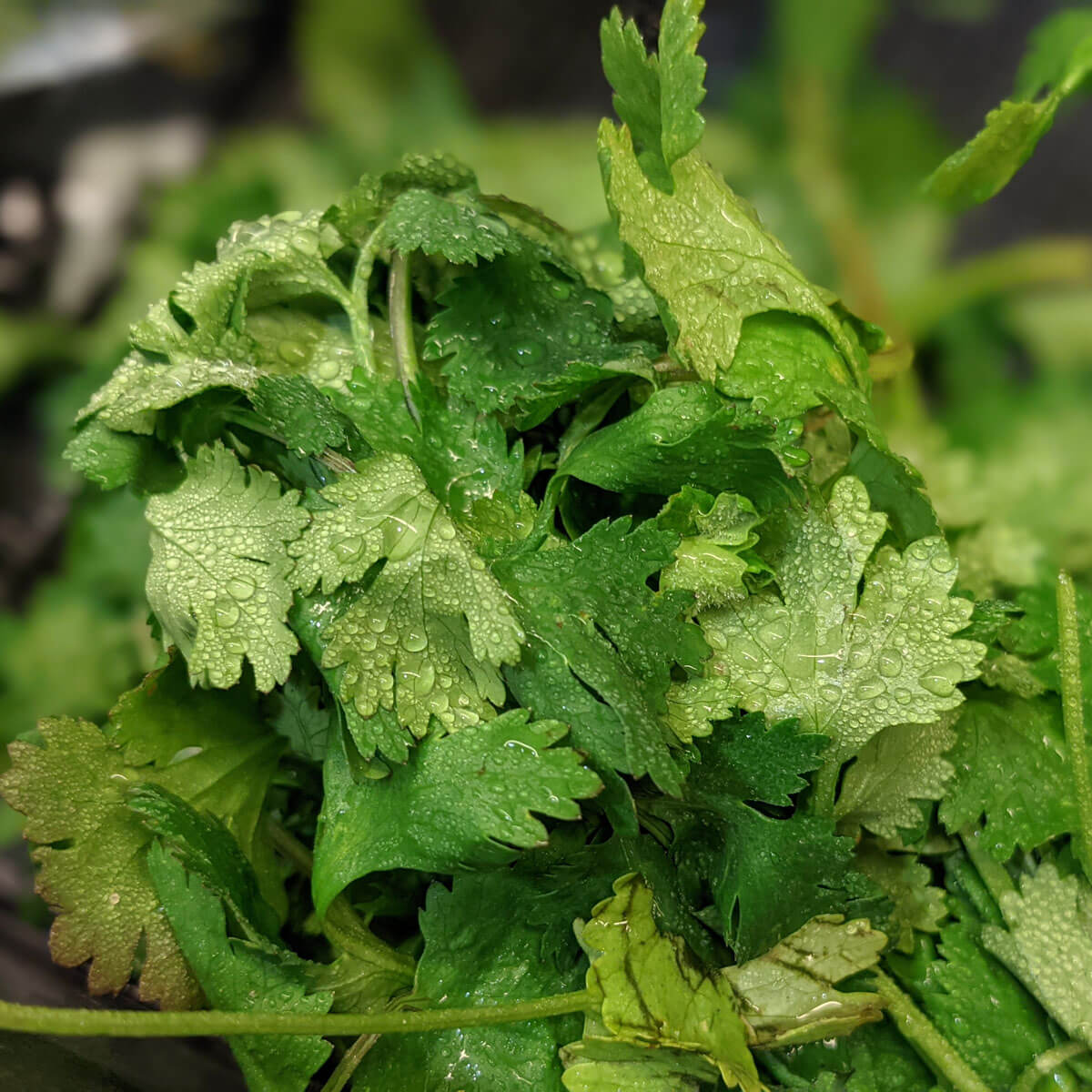 8 Cilantro Substitute Ideas Save the Salsa & Dinner! Bunny's Garden