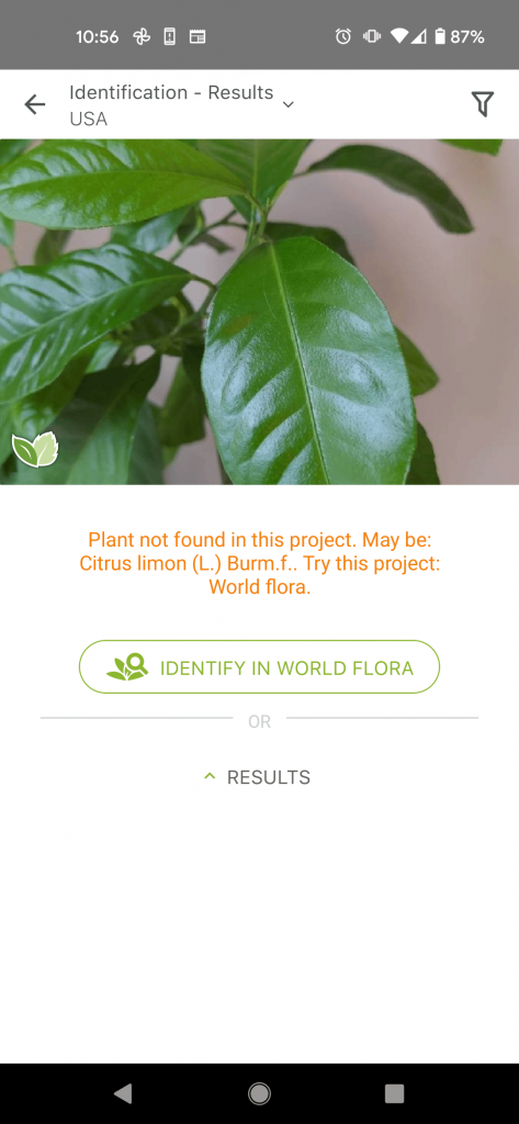 Citrus Tree on World Flora PlantNet App