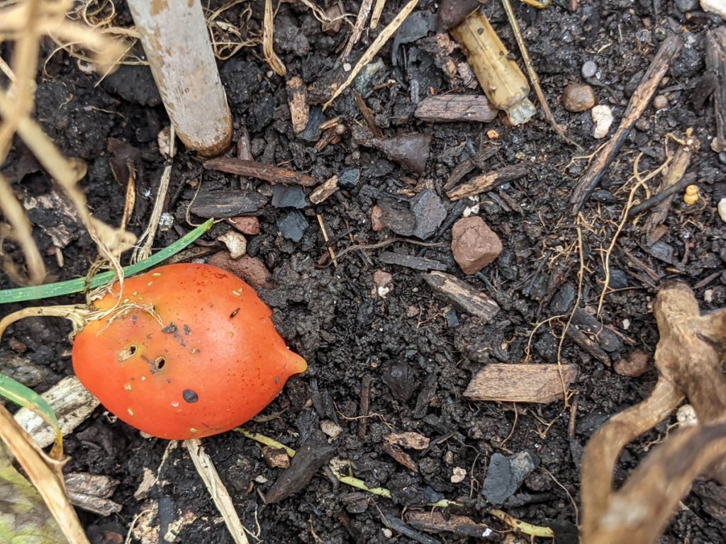 Roma Tomato Dropped, Lying on the Soil in the Garden