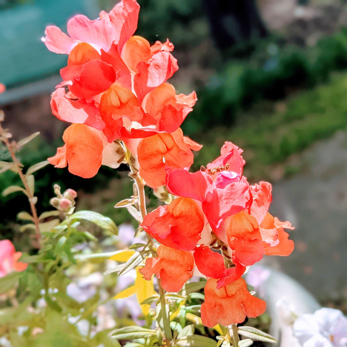 Gorgeous pink and orange snapdragons with coral coloring