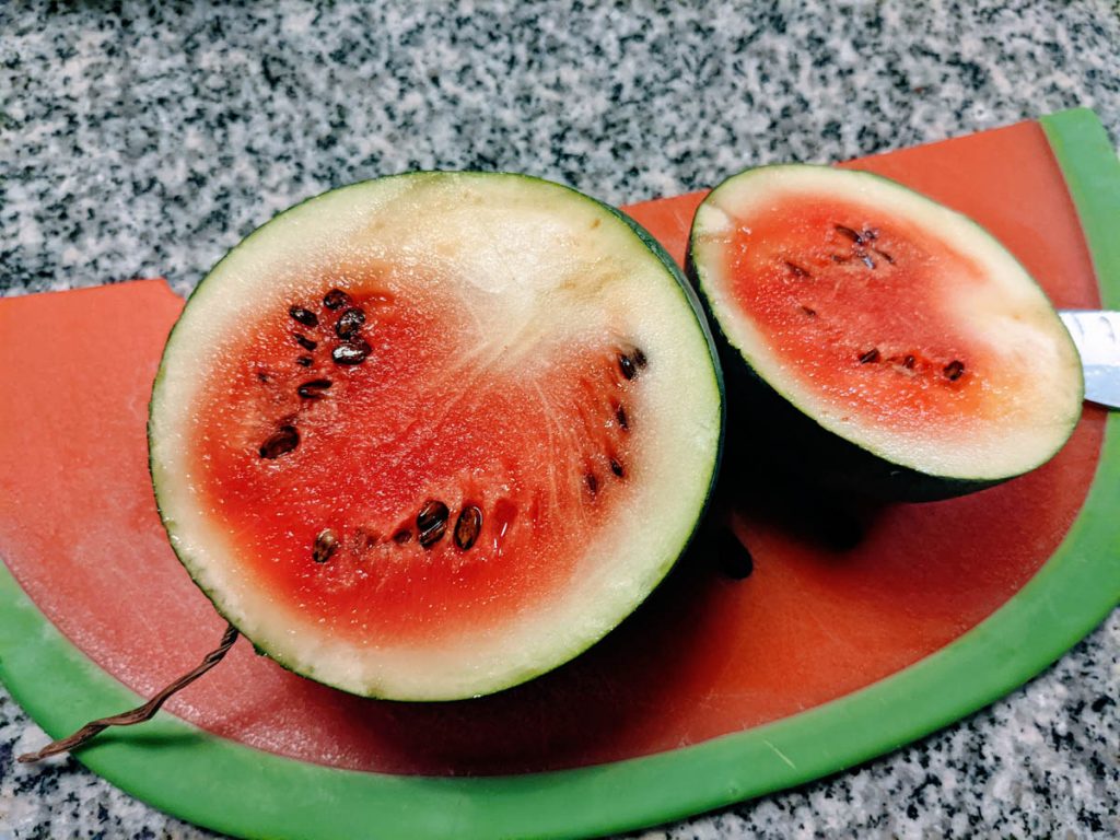 Saving Seeds from Homegrown Sugar Baby Watermelon