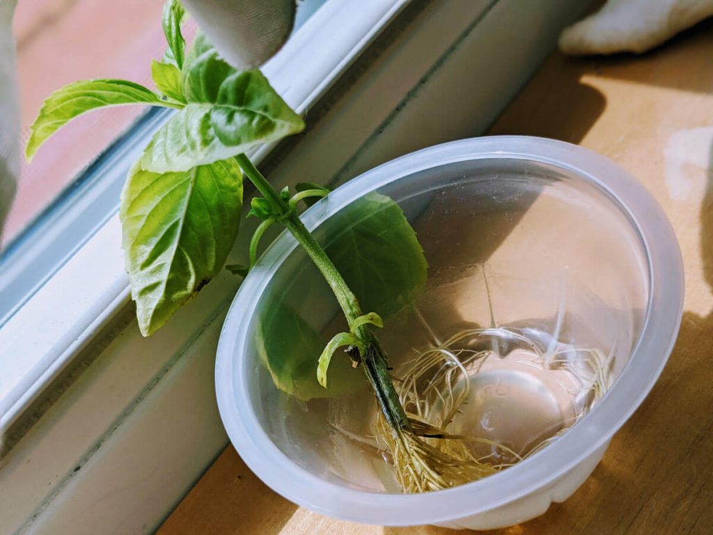 Propagate Basil Cuttings - Basil Plant in Window Rooting in Water