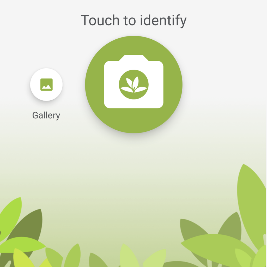 How to Use PlantNet App to Identify Plants