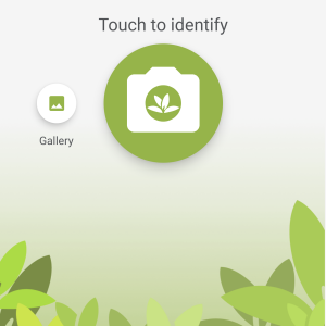 How to Use PlantNet App to Identify Plants (Review & Tips)