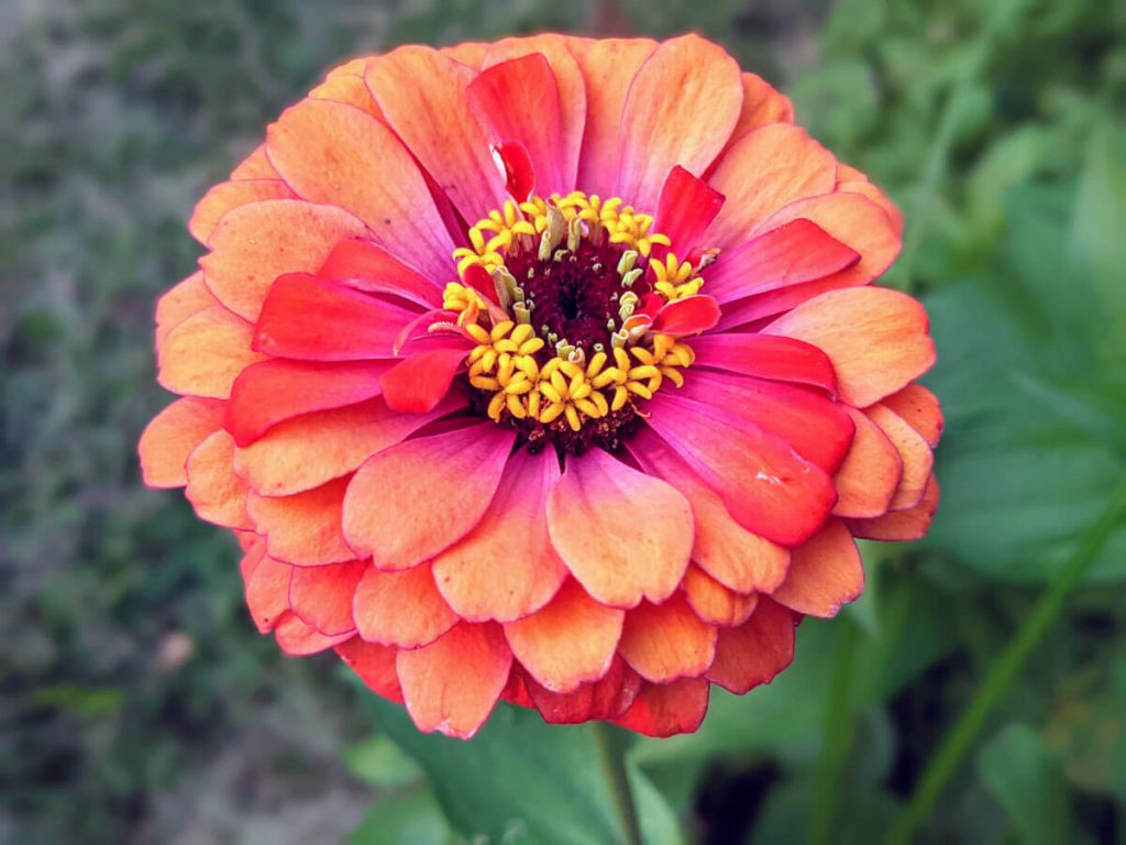 Orange and Pink Zinnia - possibly Oriole Zinnias