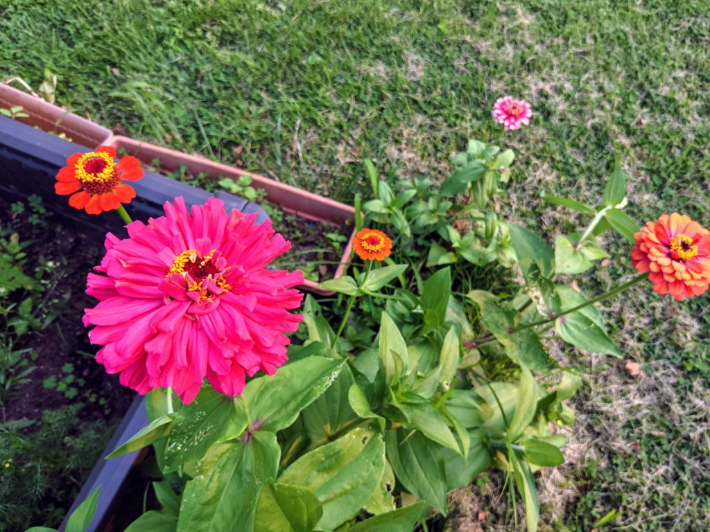 Pictures of Zinnias in our garden 2021