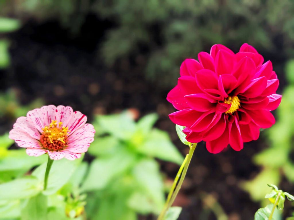 Pink and Red Peppermint Stick Zinnia photo with Burgundy Dahlia